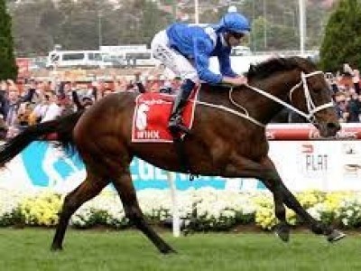 Melbourne Cup Report Awaited Before Internationals For Cox P ... Image 2